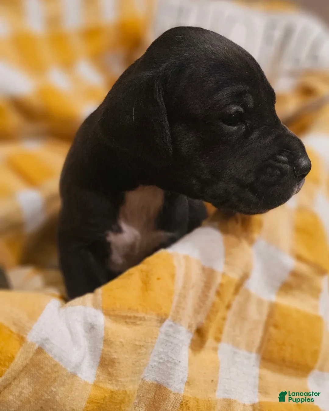 Great Dane dogs for sale: Espresso - Ad 2