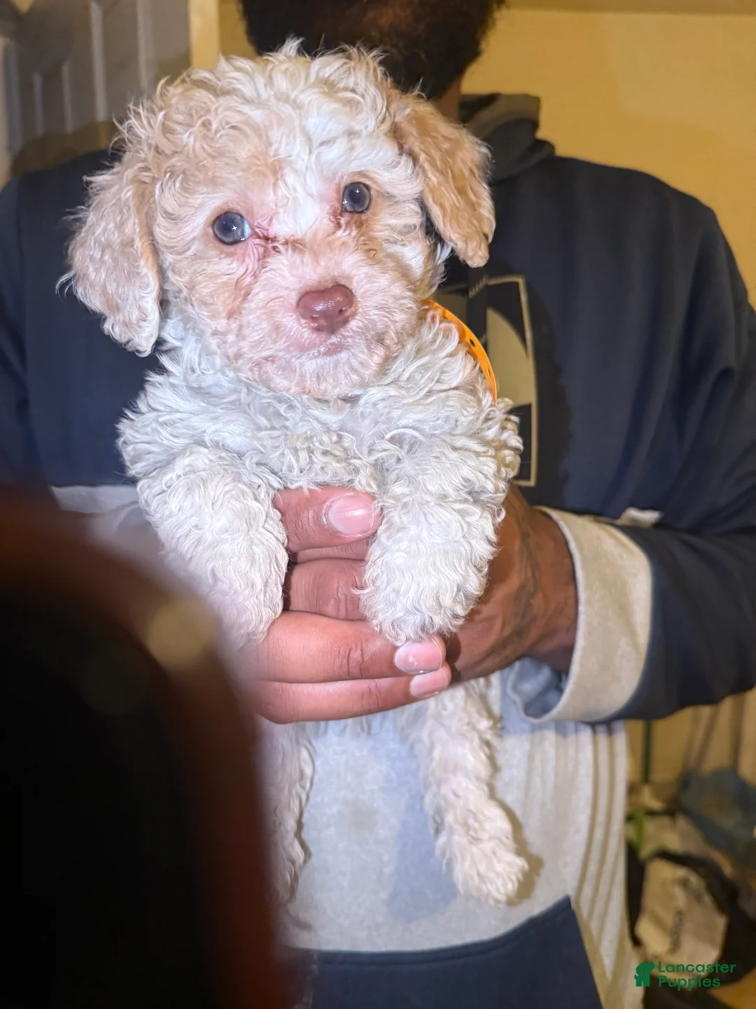 Cavapoo dogs for sale: Olaf - Ad 3