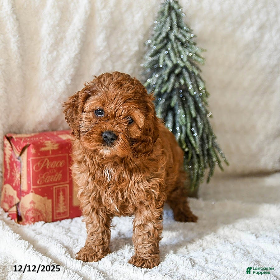 Cockapoo dogs Winnie - Ad 39