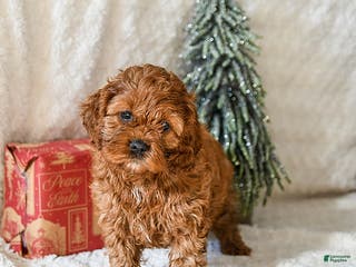 Cockapoo dogs Winnie - Ad 39