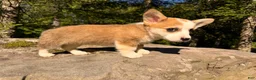 Welsh Corgi Pembroke dogs for sale: Lucy - Ad 10
