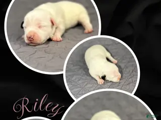 Jack Russell Terrier dogs Riley - Ad 1