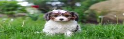 Cavapoo dogs for sale: Bella - Ad 1