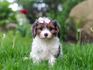 Cavapoo dogs for sale: Bella - Ad 2
