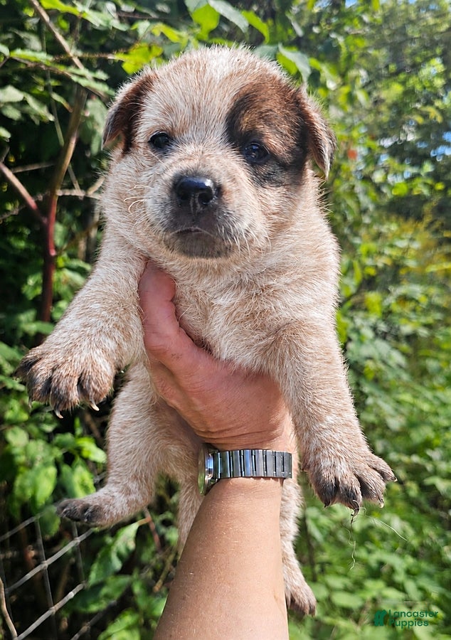 Australian Cattle Dog dogs Remi - Ad 1