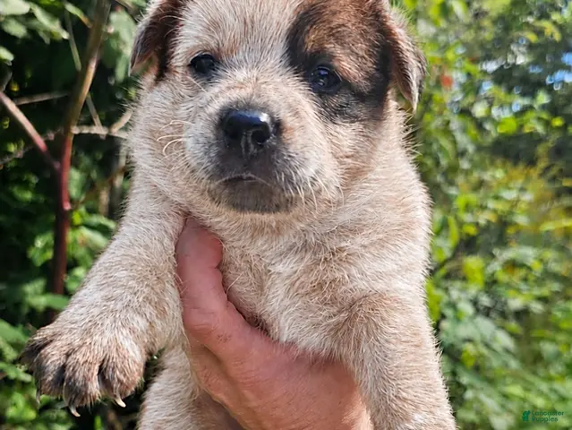 Australian Cattle Dog dogs for sale: Remi - Ad 1