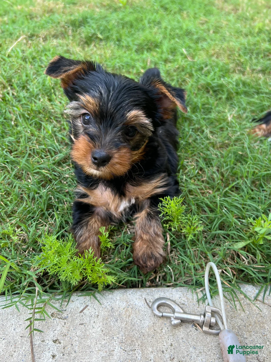 Yorkshire Terrier dogs for sale: Minnie  - Ad 2