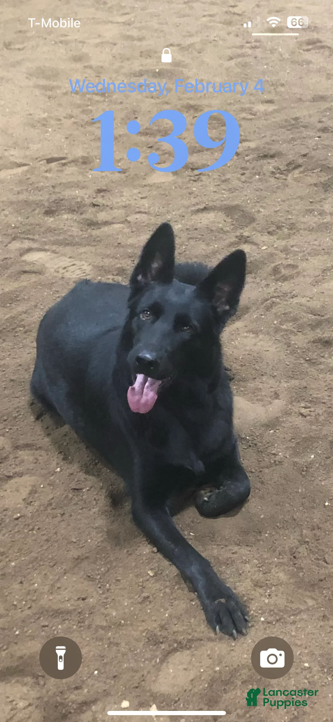 German Shepherd dogs for sale: German Shepherd Puppy 1 - Ad 2