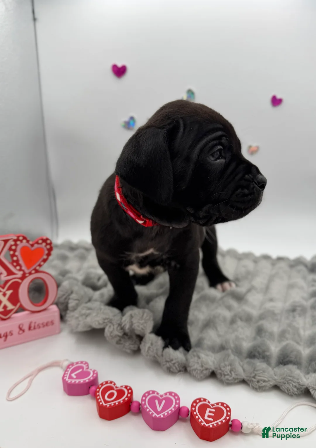 Cane Corso dogs for sale: Cane Corso Puppy 3 - Ad 5