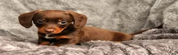 Miniature Dachshund dogs for sale: Chocolate - Ad 7