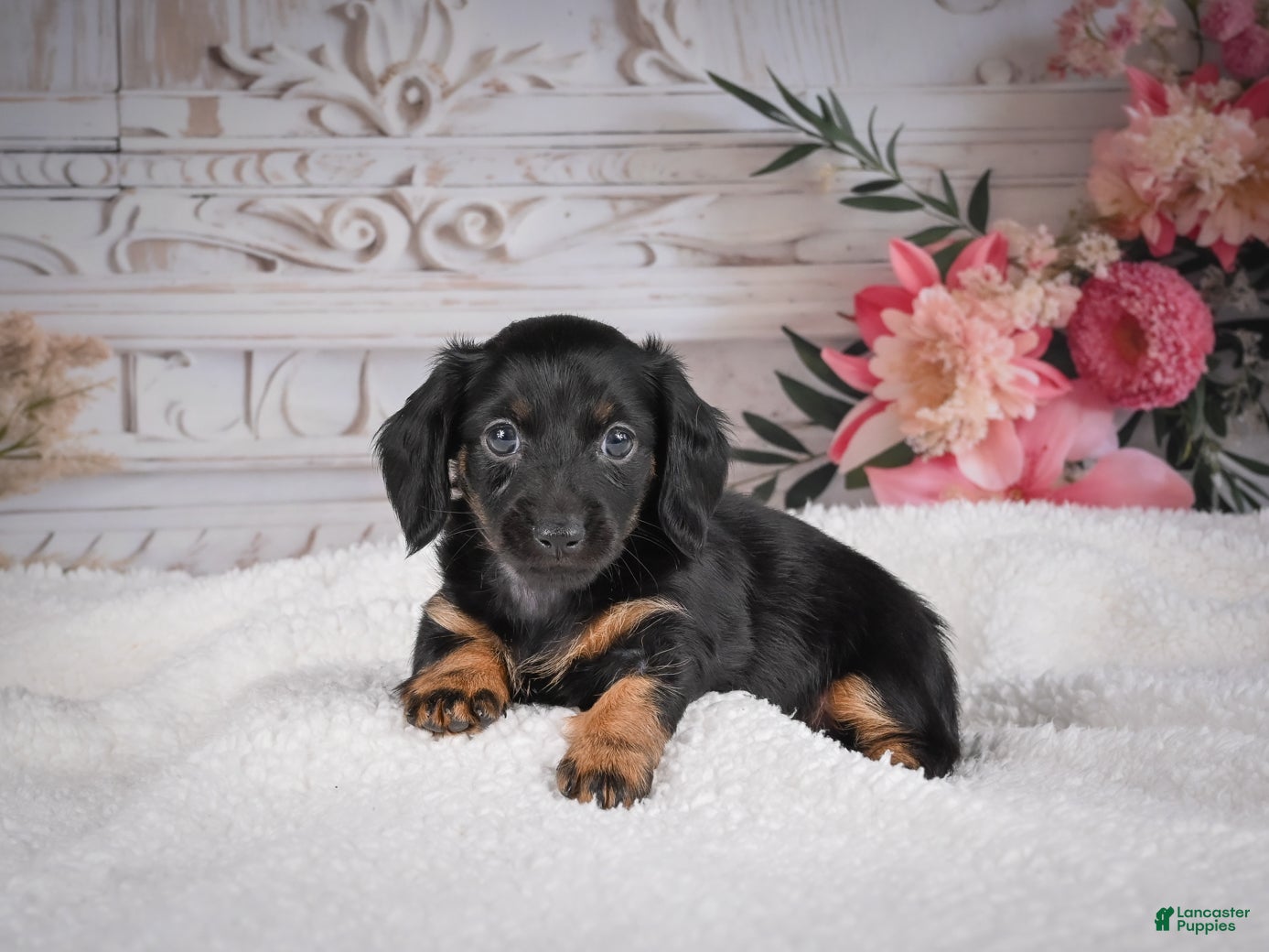 Miniature Dachshund dogs AKC-Mary - Ad 2