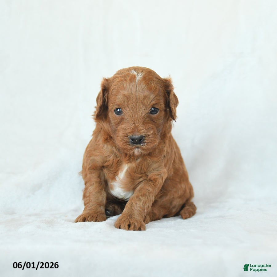 Cavapoo dogs Hickory - Ad 1