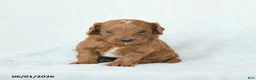 Cavapoo dogs for sale: Hickory - Ad 1