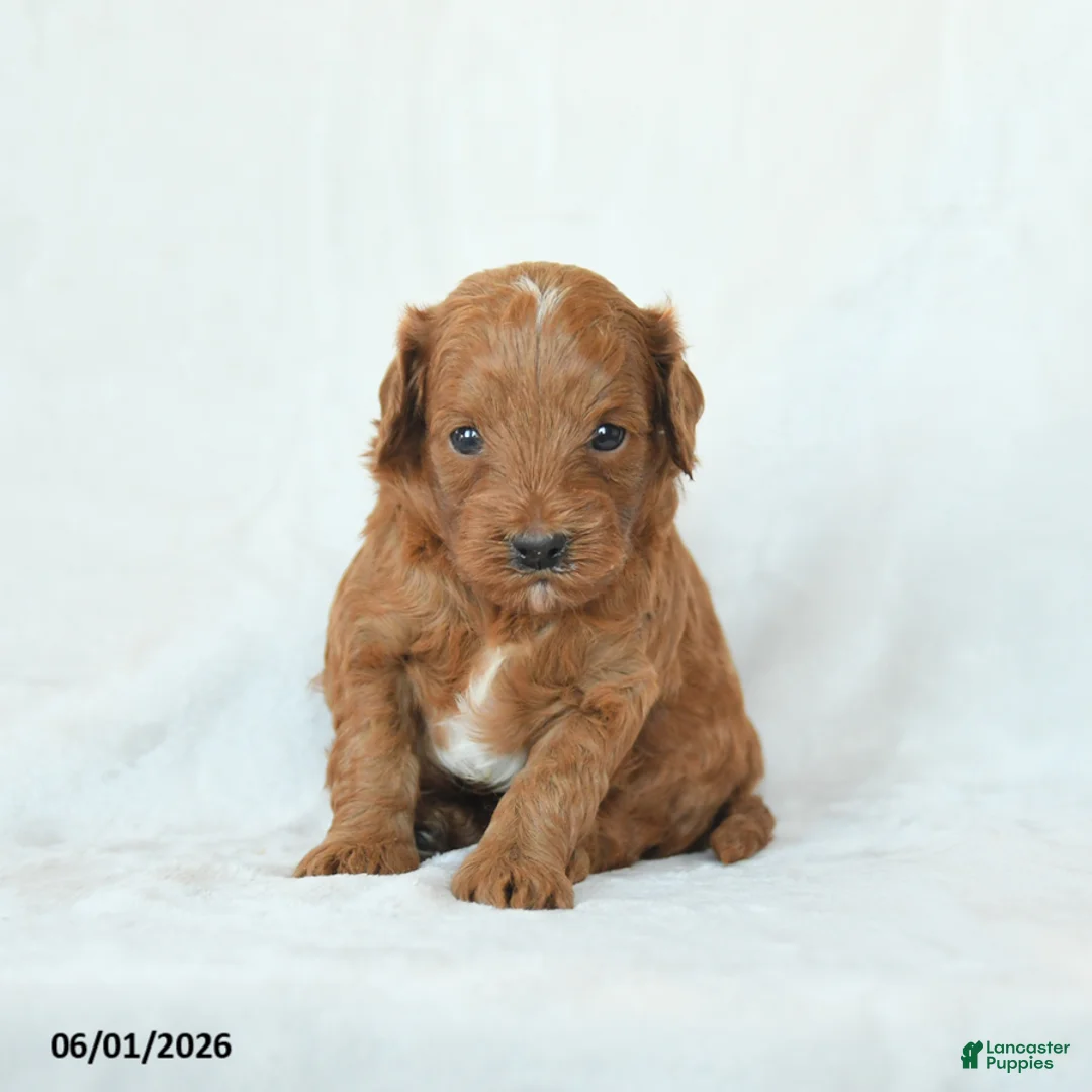 Cavapoo dogs for sale: Hickory - Ad 1