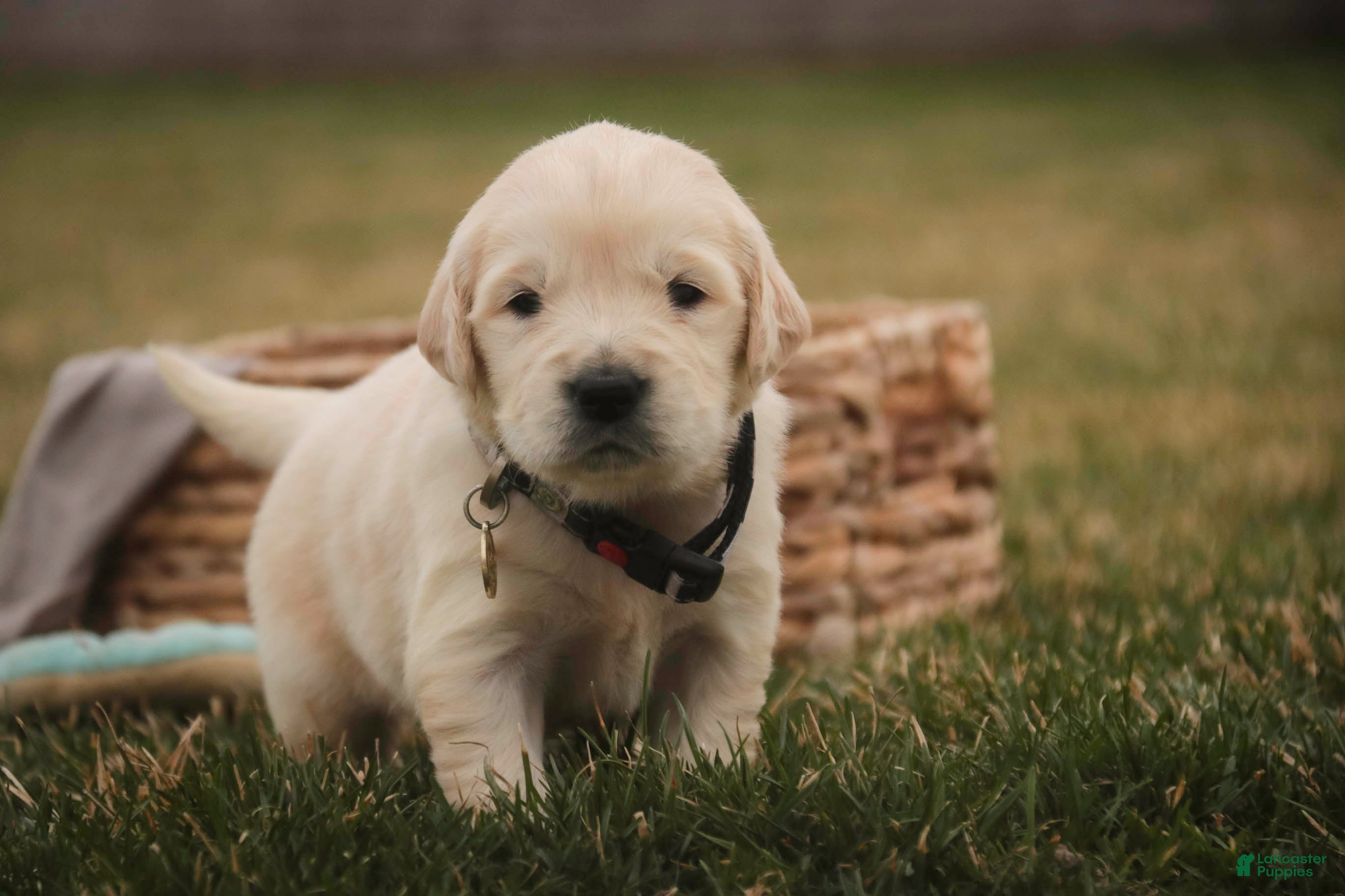 Golden Retriever dogs Ruby - Ad 2