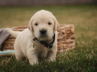 Golden Retriever dogs Ruby - Ad 2