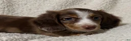 Miniature Dachshund dogs for sale: BLAZE - Ad 9