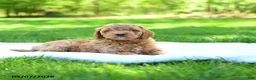 Mini Goldendoodle dogs for sale: Paddington - Ad 4