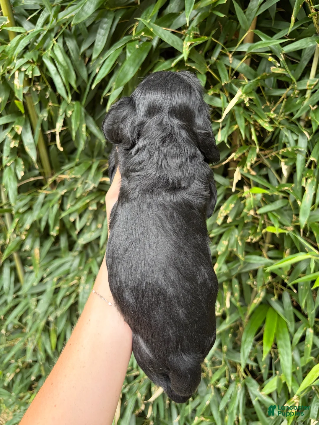 Cocker Spaniel dogs for sale: Cocker Spaniel 2 - Ad 2