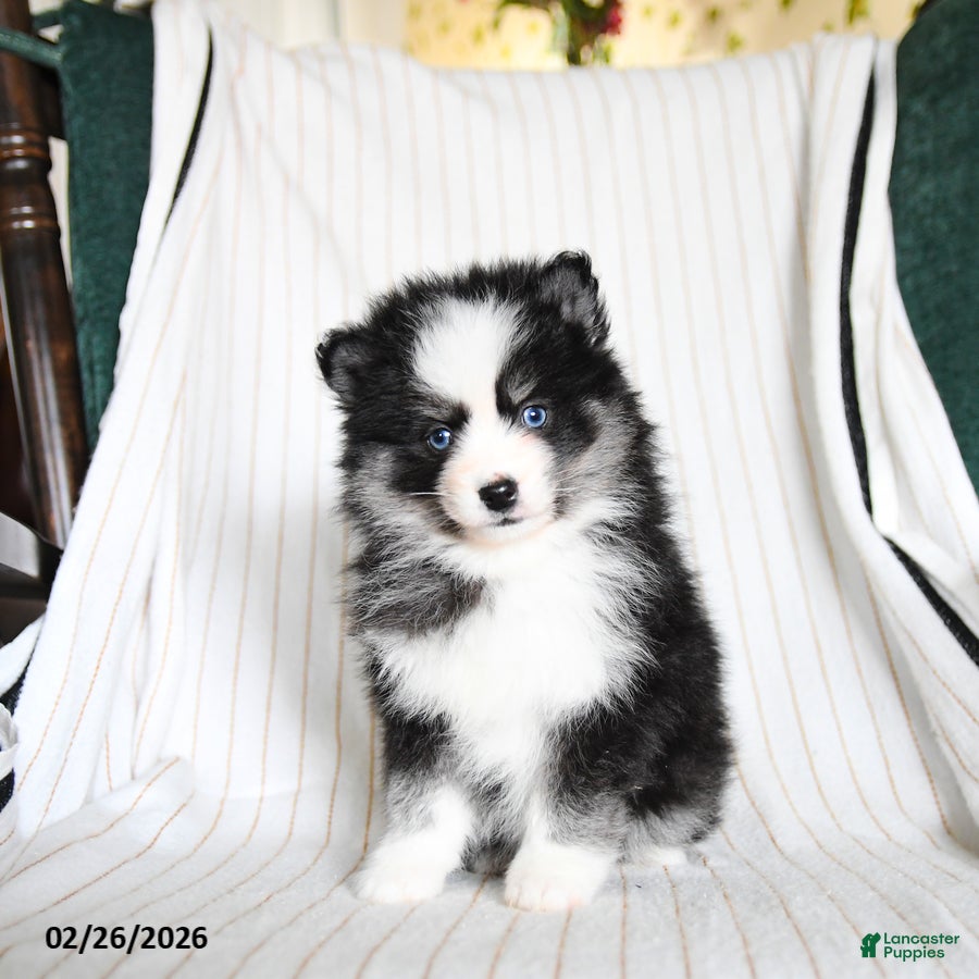 Pomsky dogs Pixie - Ad 2