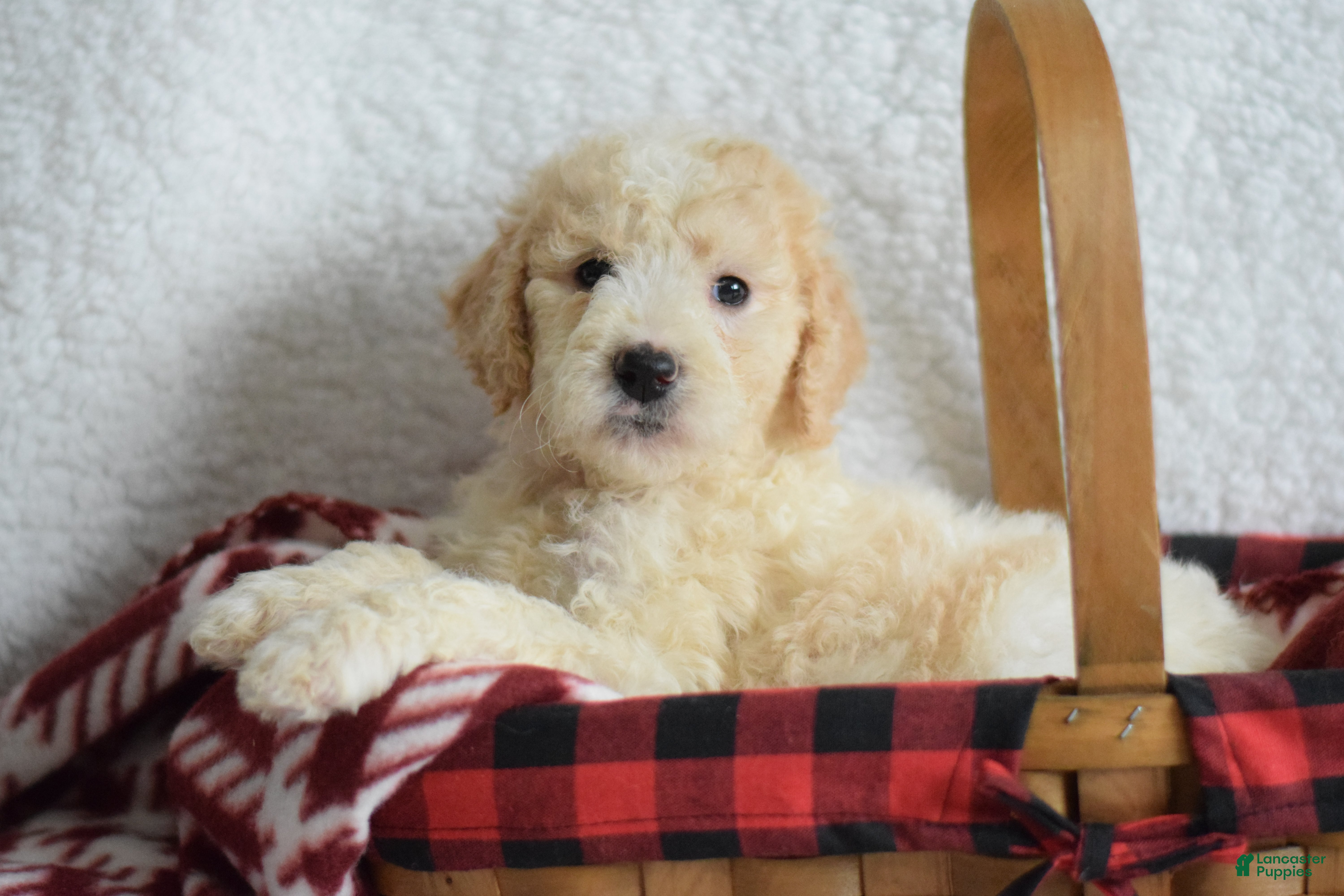 Goldendoodle dogs Goldendoodle Puppy 1 - Ad 19