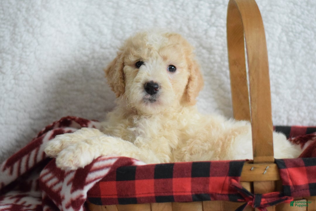 Goldendoodle dogs for sale: Goldendoodle Puppy 1 - Ad 1