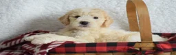 Goldendoodle dogs for sale: Goldendoodle Puppy 8 - Ad 11