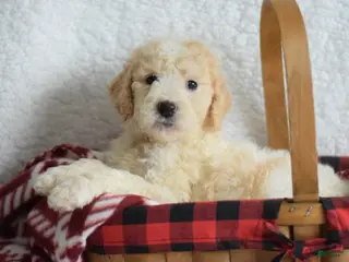 Goldendoodle dogs Goldendoodle Puppy 1 - Ad 24