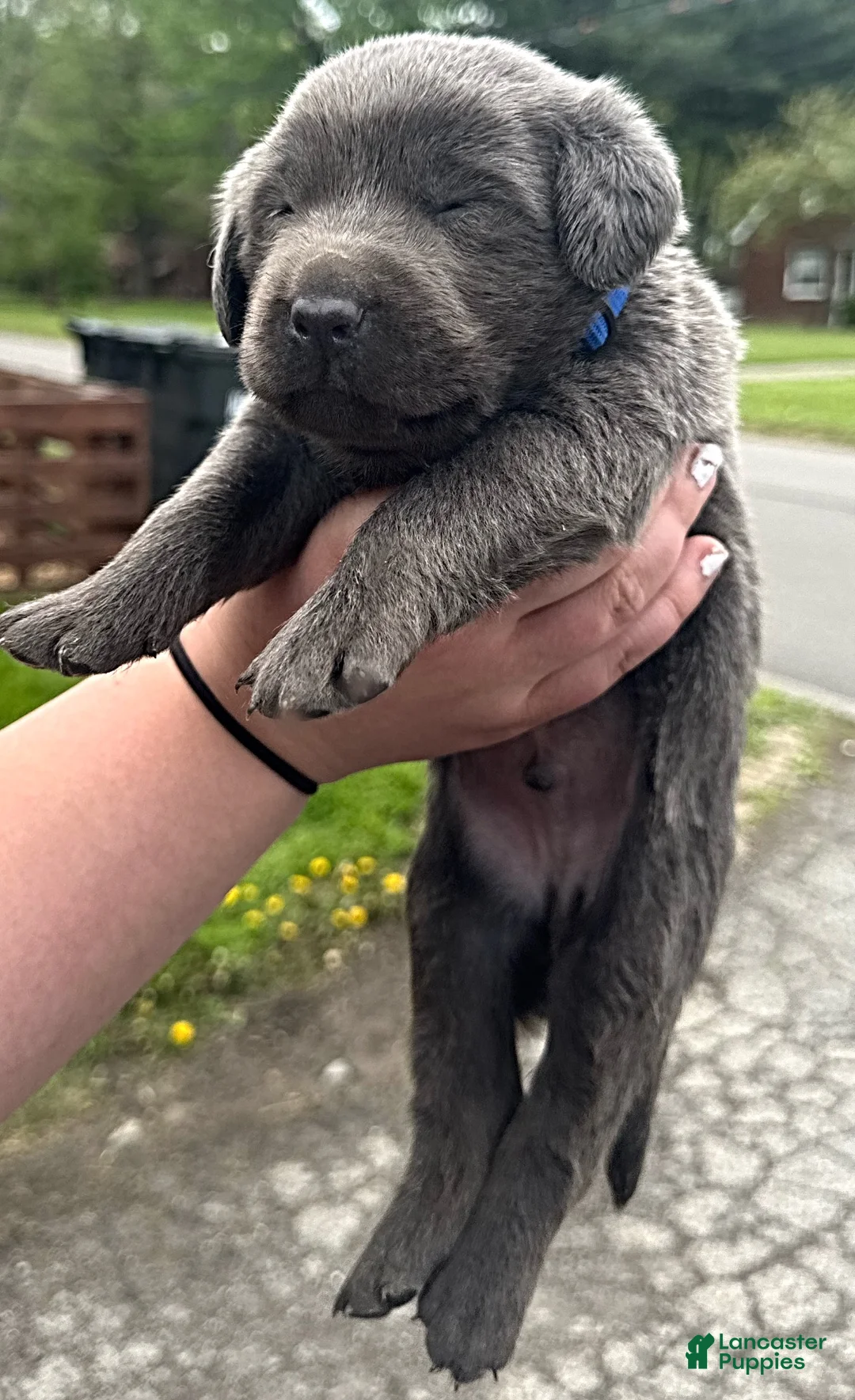 Labrador Retriever dogs for sale: Labrador Retriever Puppy 1 - Ad 19