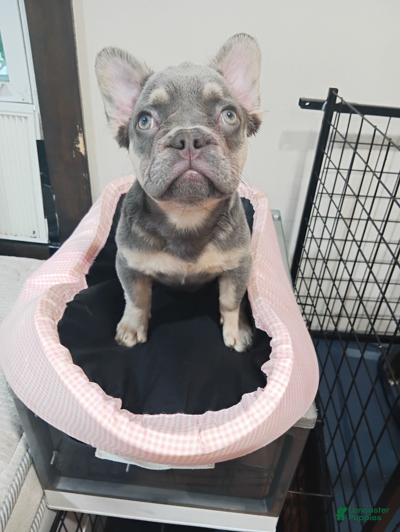 French Bulldog dogs for sale: French Bulldog 3 - Ad 1
