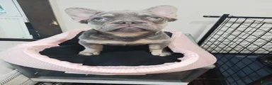 French Bulldog 3