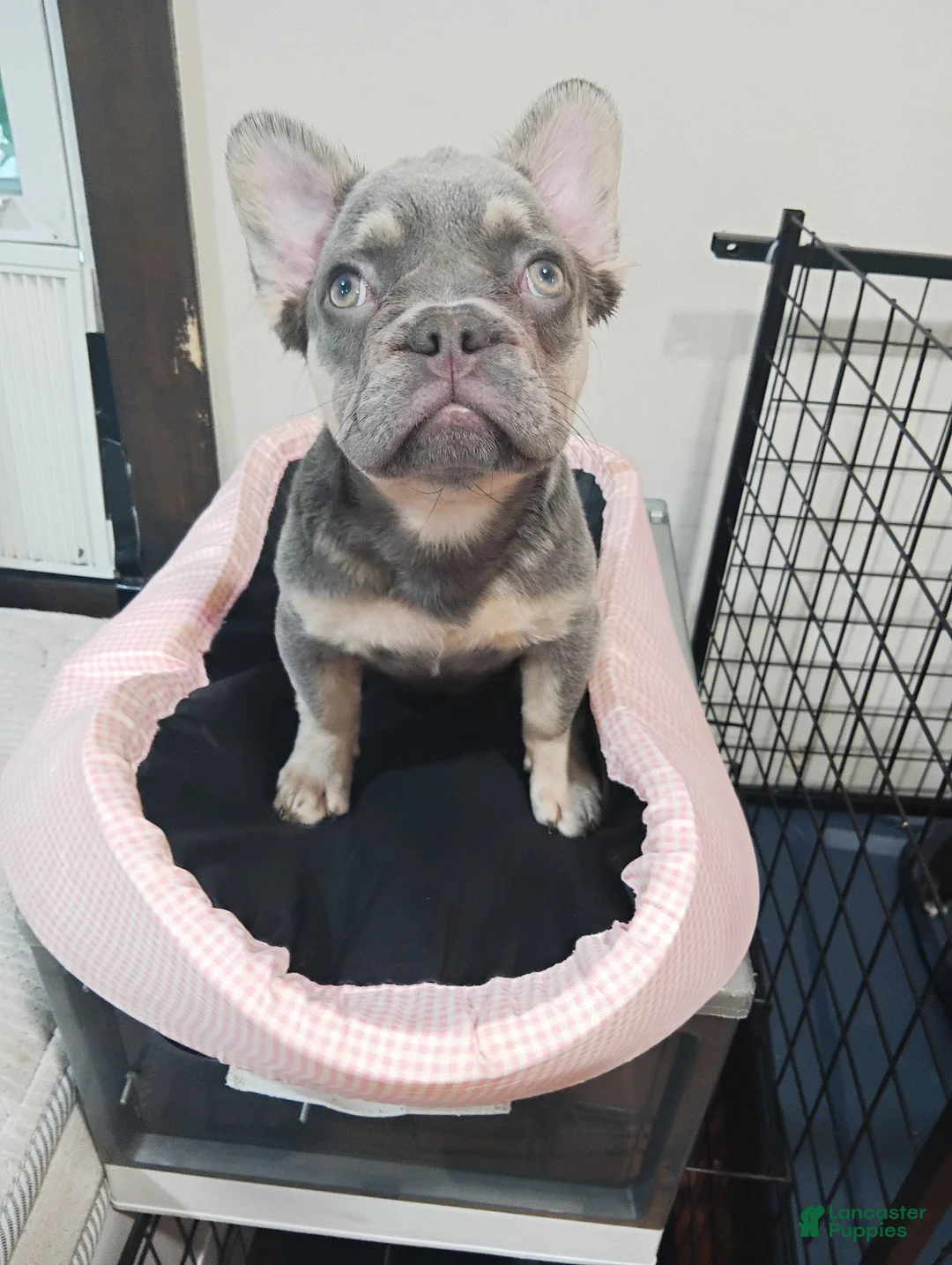 French Bulldog dogs for sale: French Bulldog 3 - Ad 1