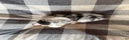 Australian Shepherd dogs for sale: Jellybean - Female 2 - Ad 4