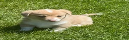 Welsh Corgi Pembroke dogs for sale: Welsh Corgi Pembroke 3 - Ad 5