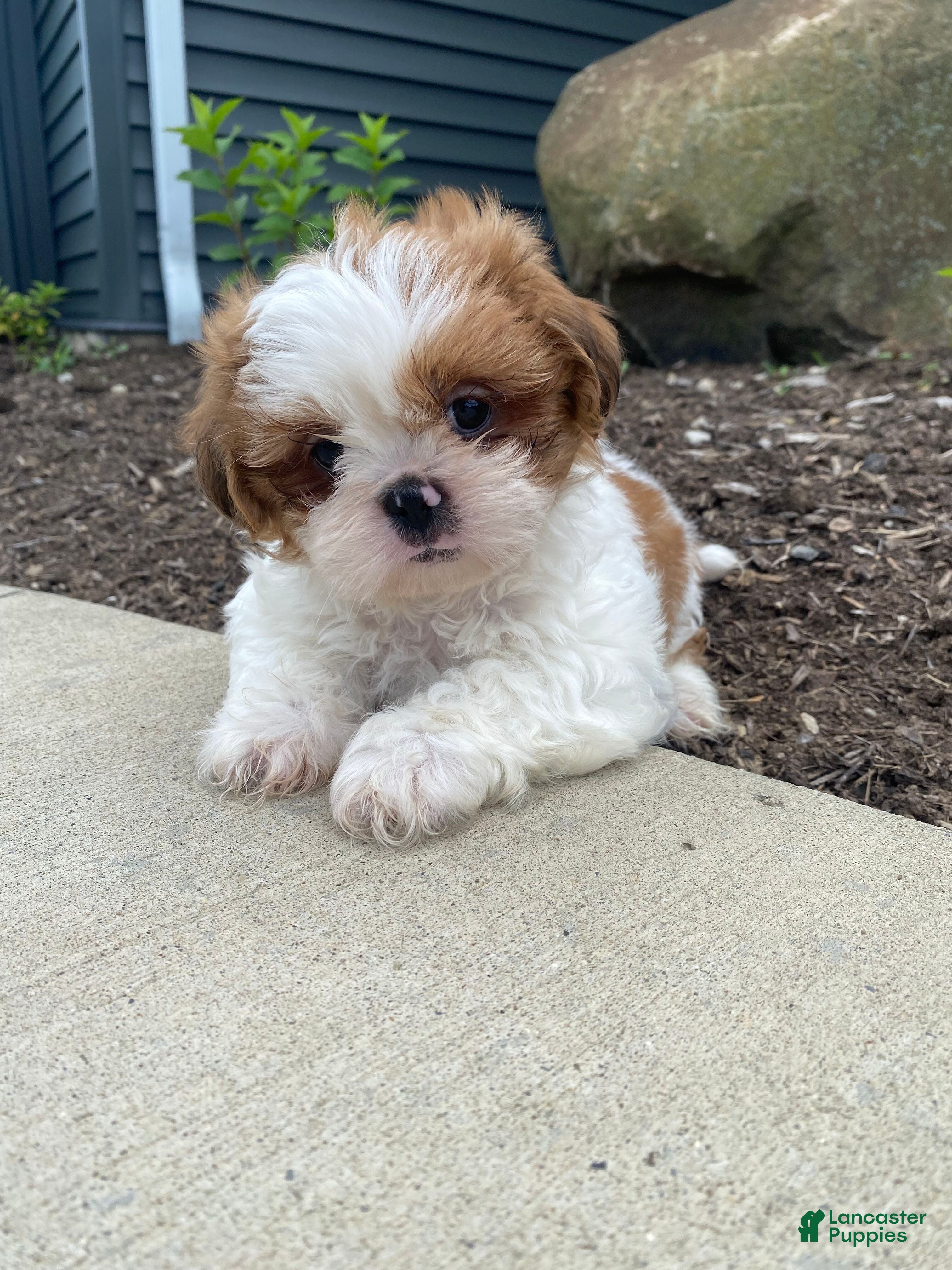 Shih Tzu dogs Timmy - Ad 2