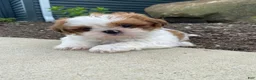 Shih Tzu dogs for sale: Timmy - Ad 2