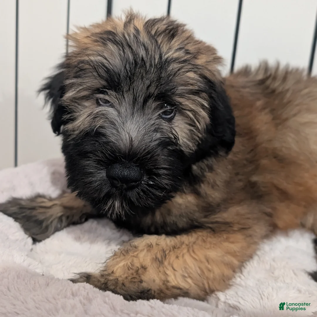 Soft Coated Wheaten Terrier dogs for sale: Satin - Ad 2