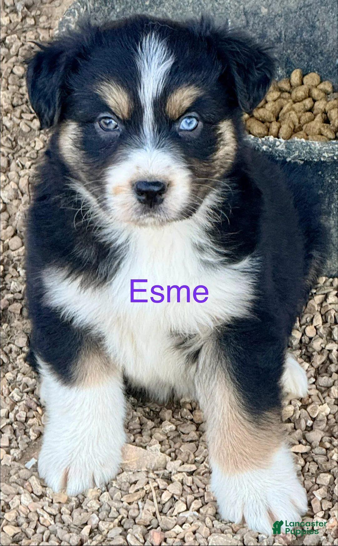 Australian Shepherd dogs for sale: Esme - Ad 1