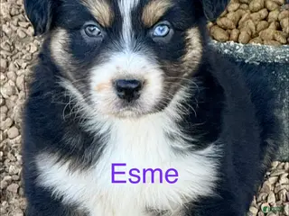 Australian Shepherd dogs Esme - Ad 21