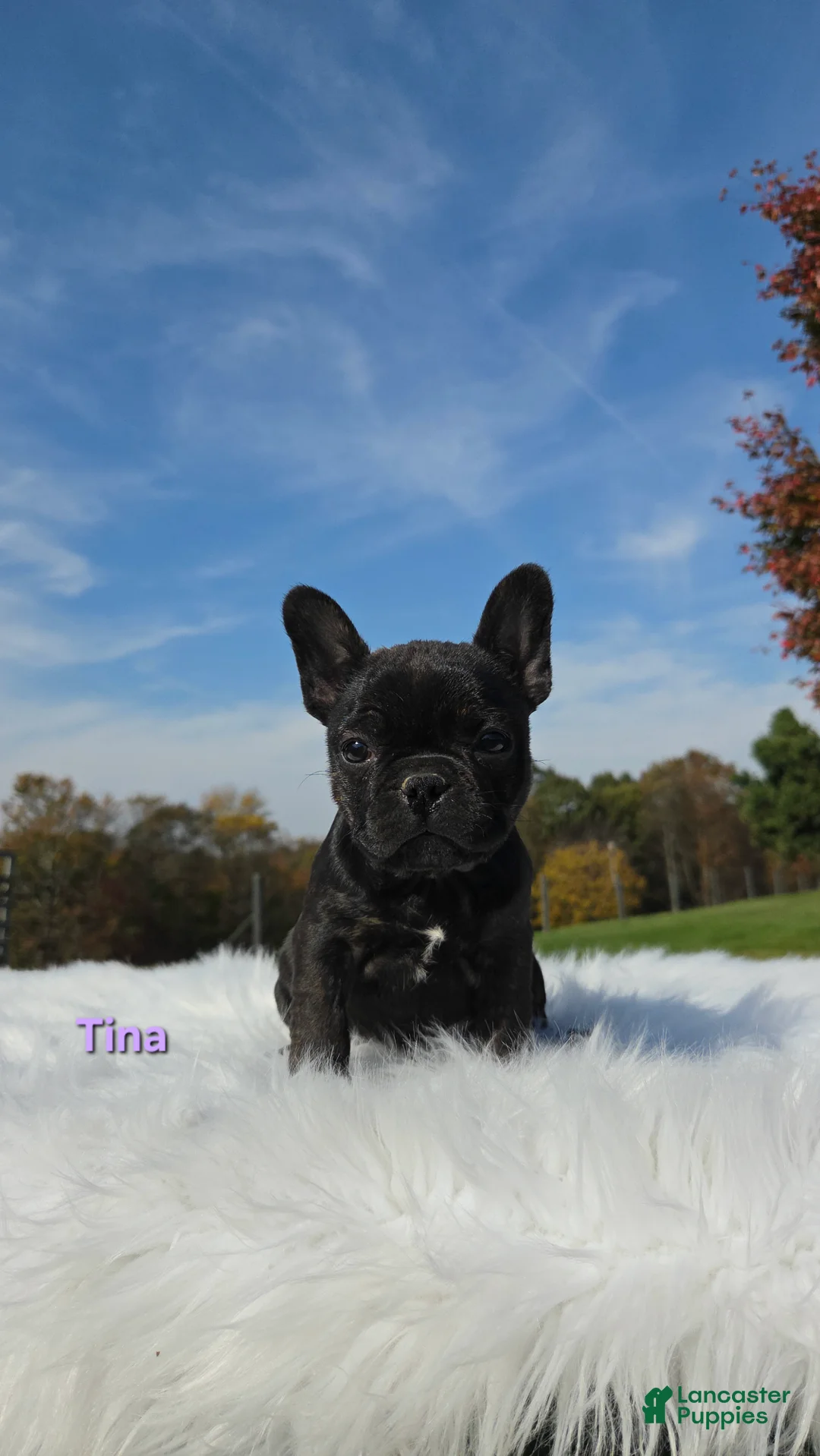 Mixed Breed dogs for sale: Tina - Ad 1