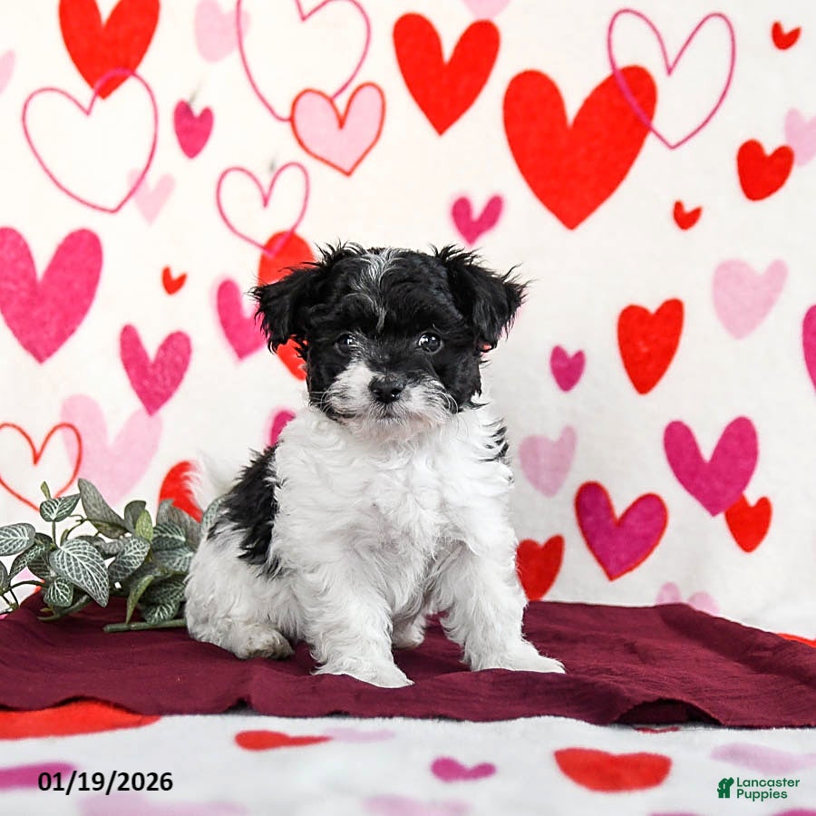 Yochon dogs Star - Ad 2