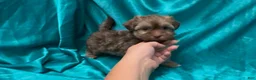 Havanese dogs for sale: Chandler - Ad 4