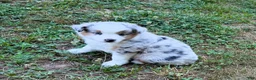 Miniature Australian Shepherd dogs for sale: Prince - Ad 5