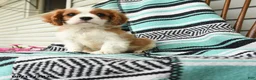 Cavalier King Charles Spaniel dogs for sale: Helen - Ad 3