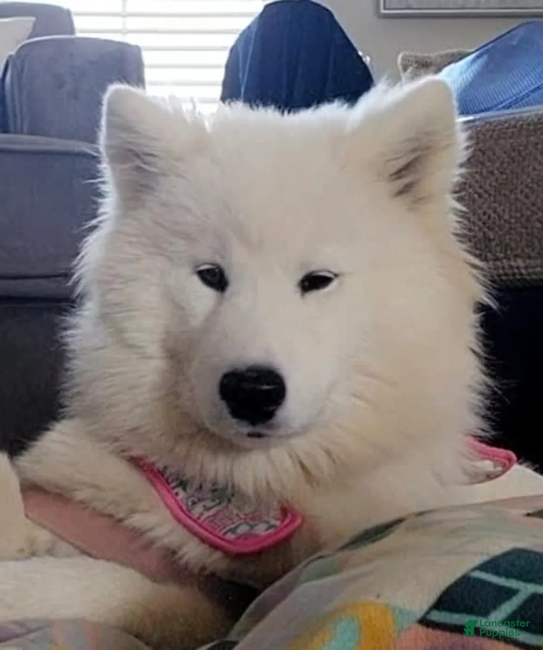 Samoyed dogs for sale: Maverick - Ad 3