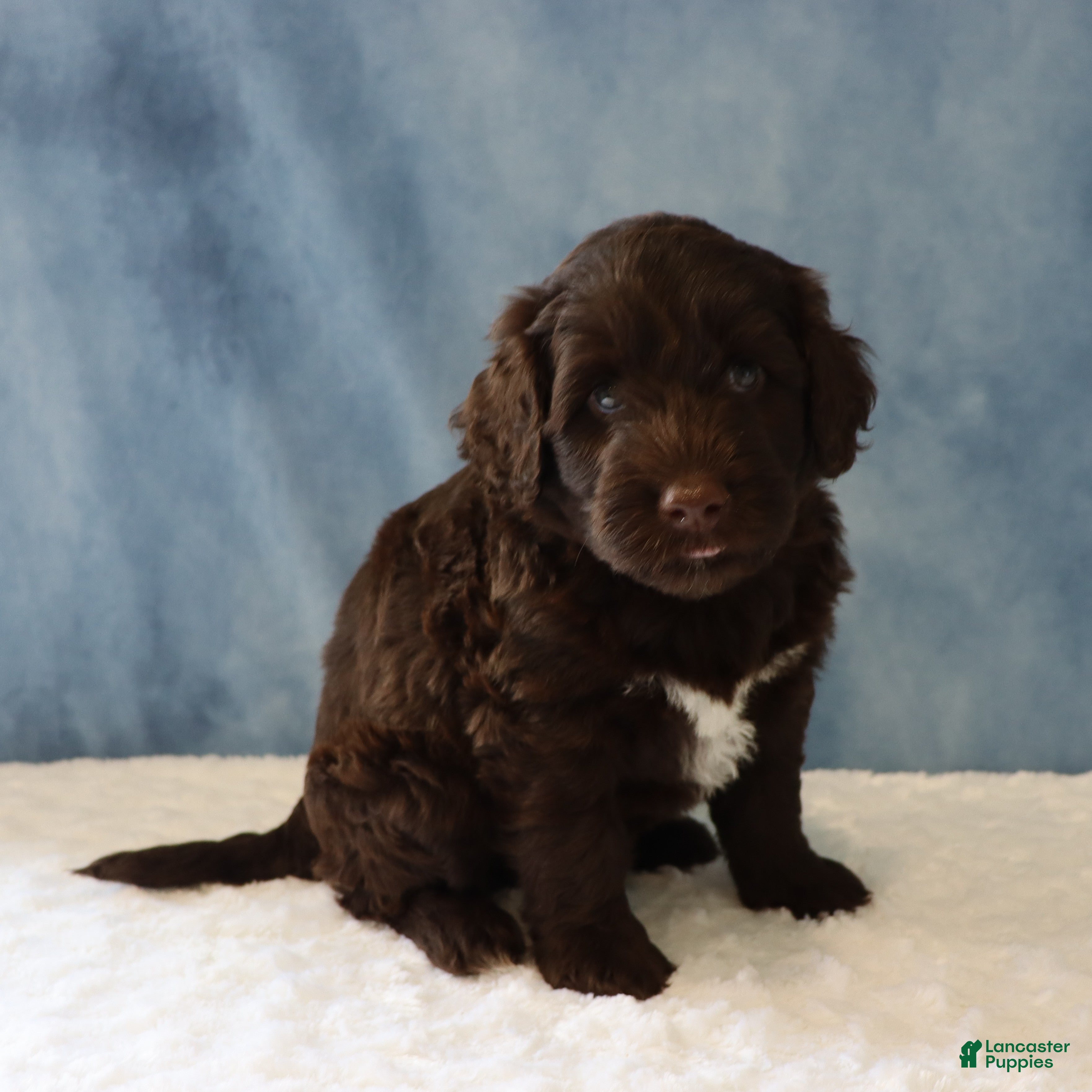 Portuguese Water Dog dogs Skyler - Ad 2