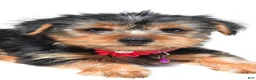 Yorkshire Terrier dogs for sale: Belle - Ad 7