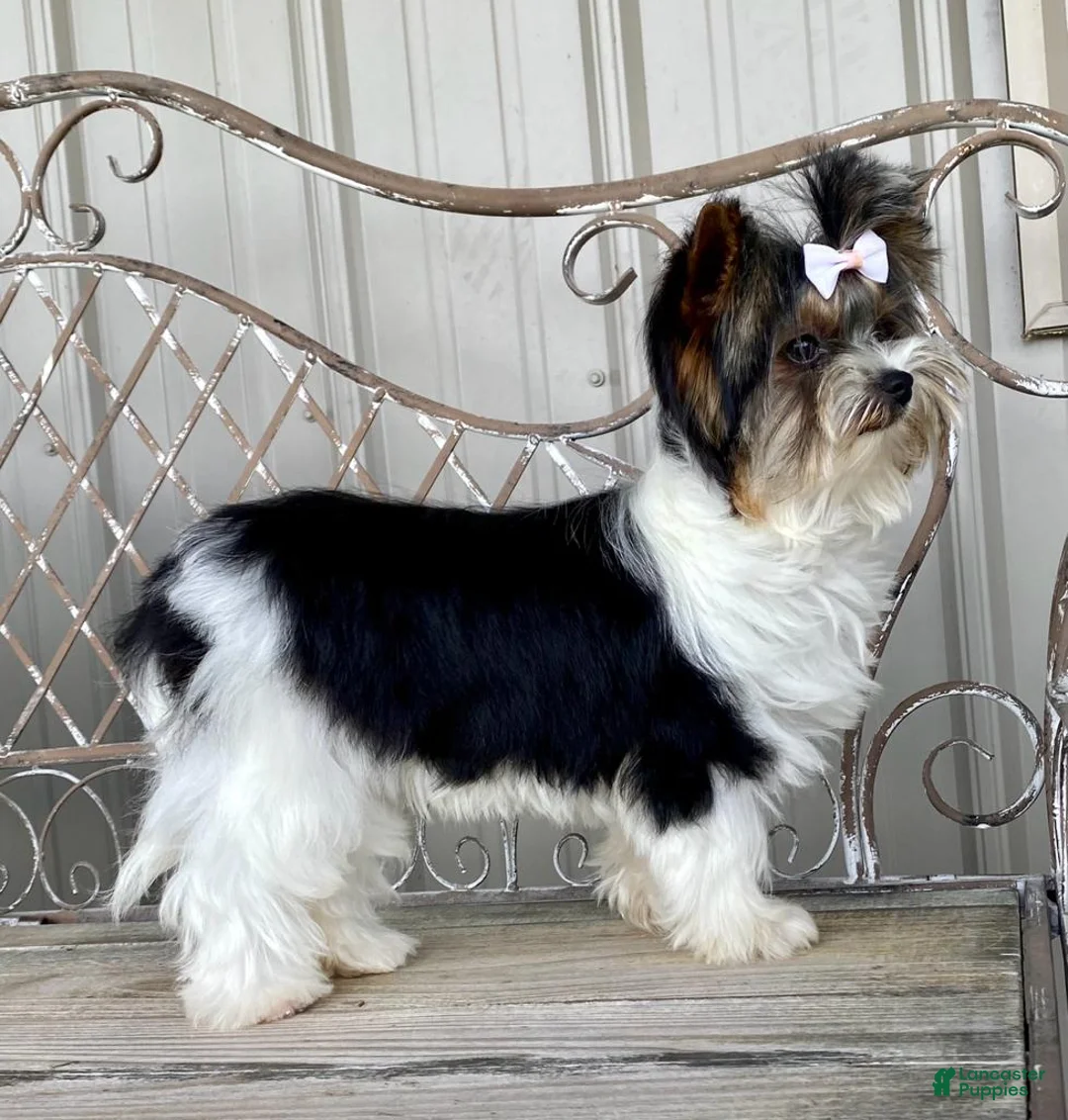 Yorkshire Terrier dogs for sale: Nita - Ad 12