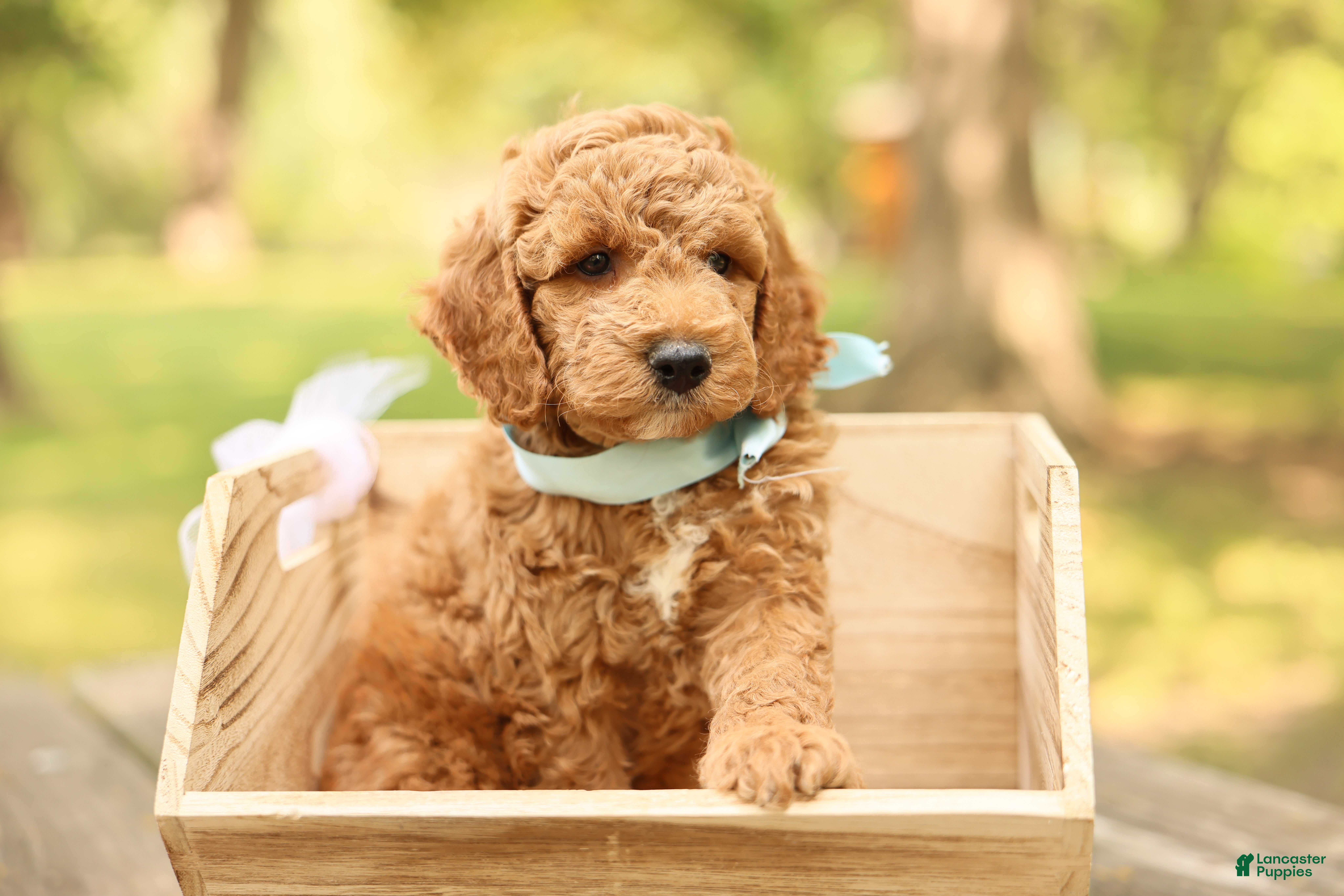 Mini Goldendoodle dogs Teddy - Ad 2