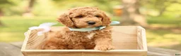Mini Goldendoodle dogs for sale: Teddy - Ad 2